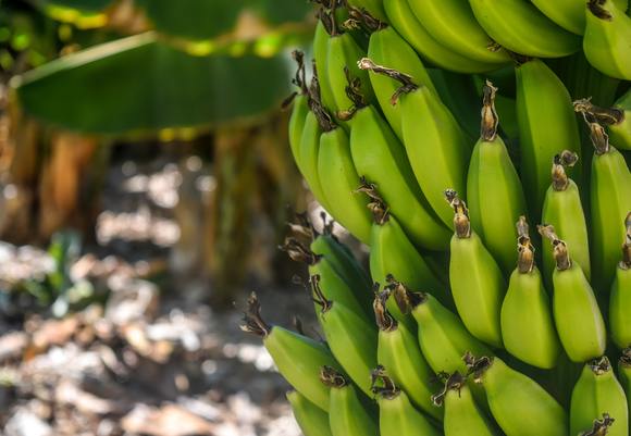 Agriculture banana banana tree 802783