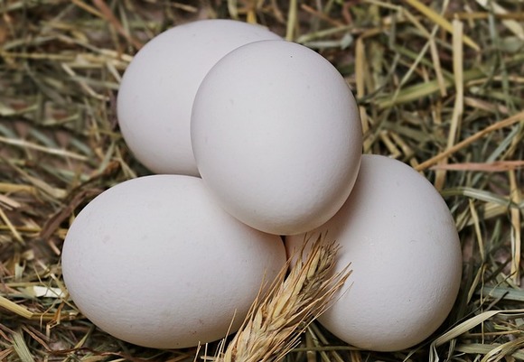 Egg 2048476 640