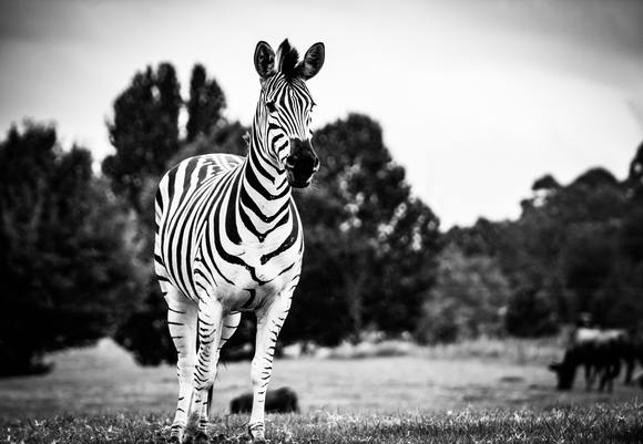 Animal animal photography black and white 619863